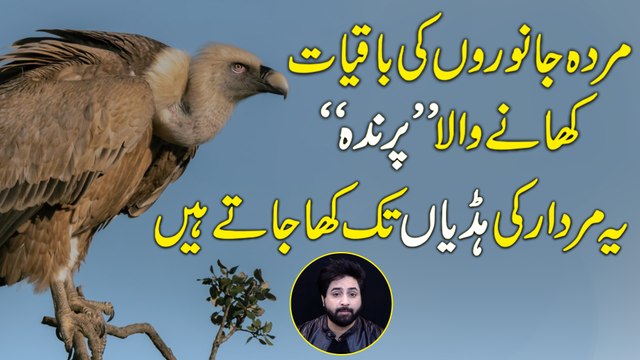 Gidh murdar he kyun khata hai ? Apna shikar khud kyun nahi krta ? Janiye