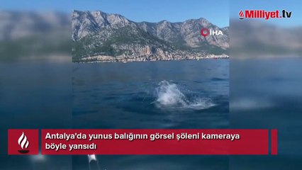 Yunus balığının balıkçılara görsel şöleni