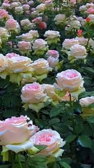 Beautiful garden Roses collection ._ _flowergarden _rosegarden _beautiful(720P_HD)
