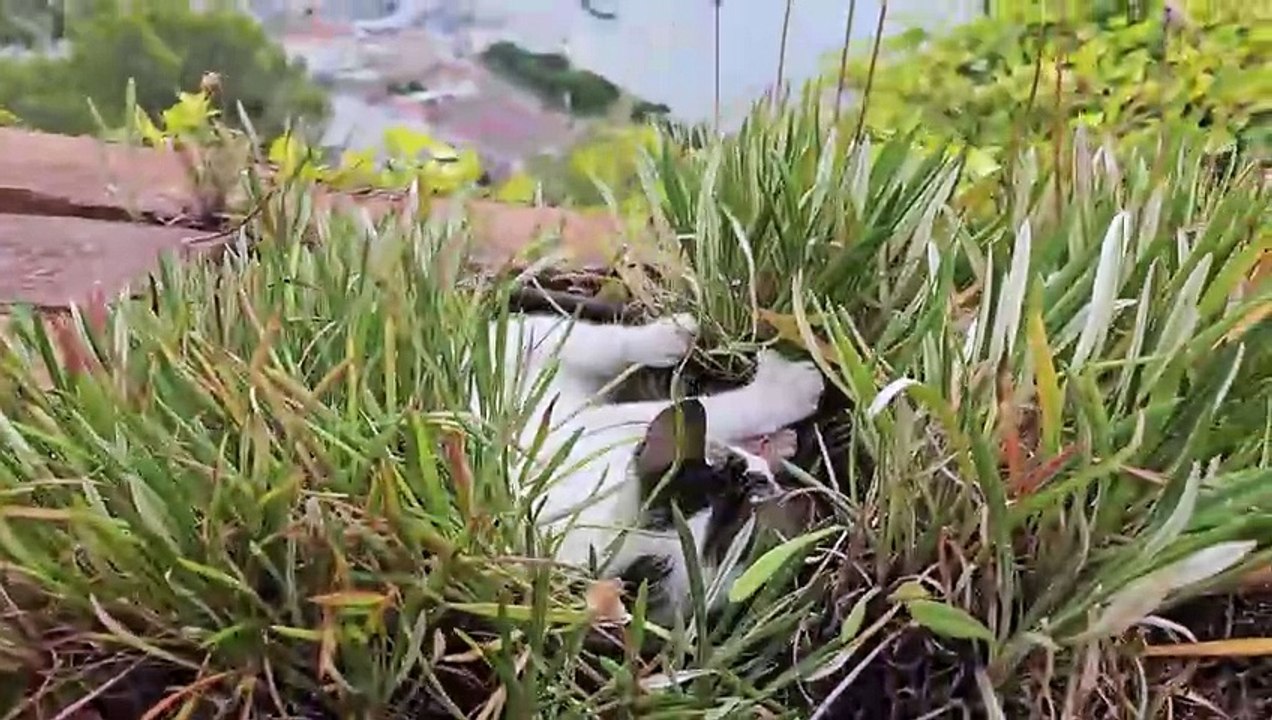 cat kitten feline