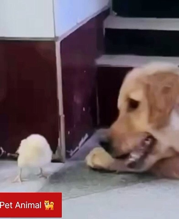 Pet Animals