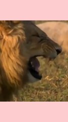 Funny Lion very smaile