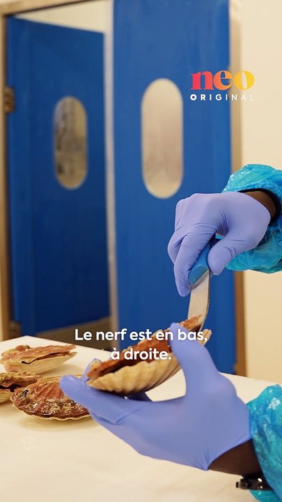Comment ouvrir une coquille Saint-Jacques ?