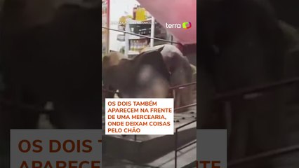 Cavalos invadem farmácia, derrubam remédios e deixam bagunça no RJ #shorts