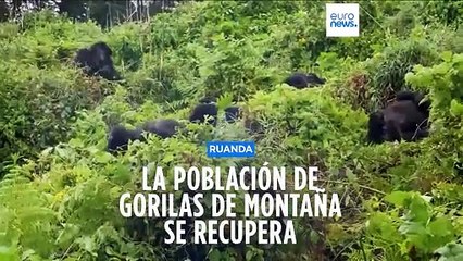 Buena nueva para el reino animal: crece la población de gorilas de montaña de Ruanda