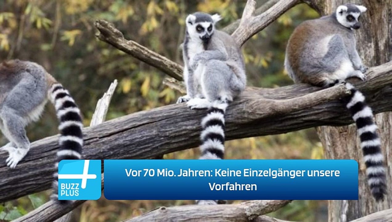 Vor 70 Mio. Jahren: Keine Einzelgänger unsere Vorfahren