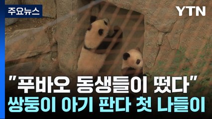 "푸바오 동생들이 떴다"...쌍둥이 아기 판다 첫 나들이 / YTN