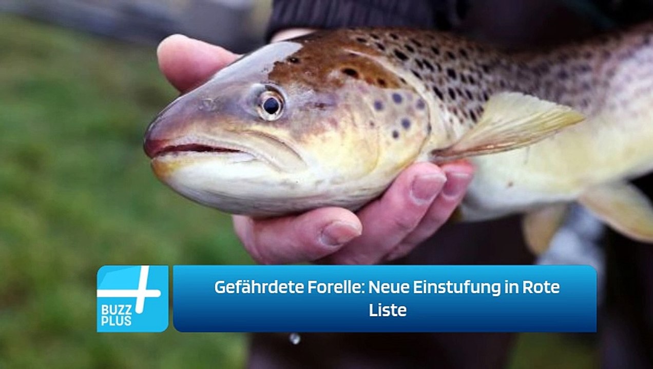 Gefährdete Forelle: Neue Einstufung in Rote Liste