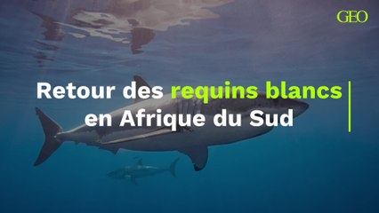 Retour des requins blancs en Afrique du Sud