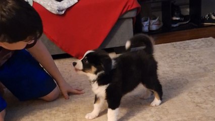 Boy is full of the joys of spring after long-held dream of getting a puppy comes true