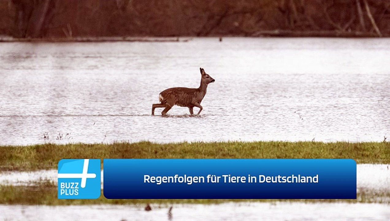 Regenfolgen für Tiere in Deutschland