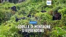 Ruanda, torna a crescere la popolazione di gorilla di montagna: più di mille esemplari