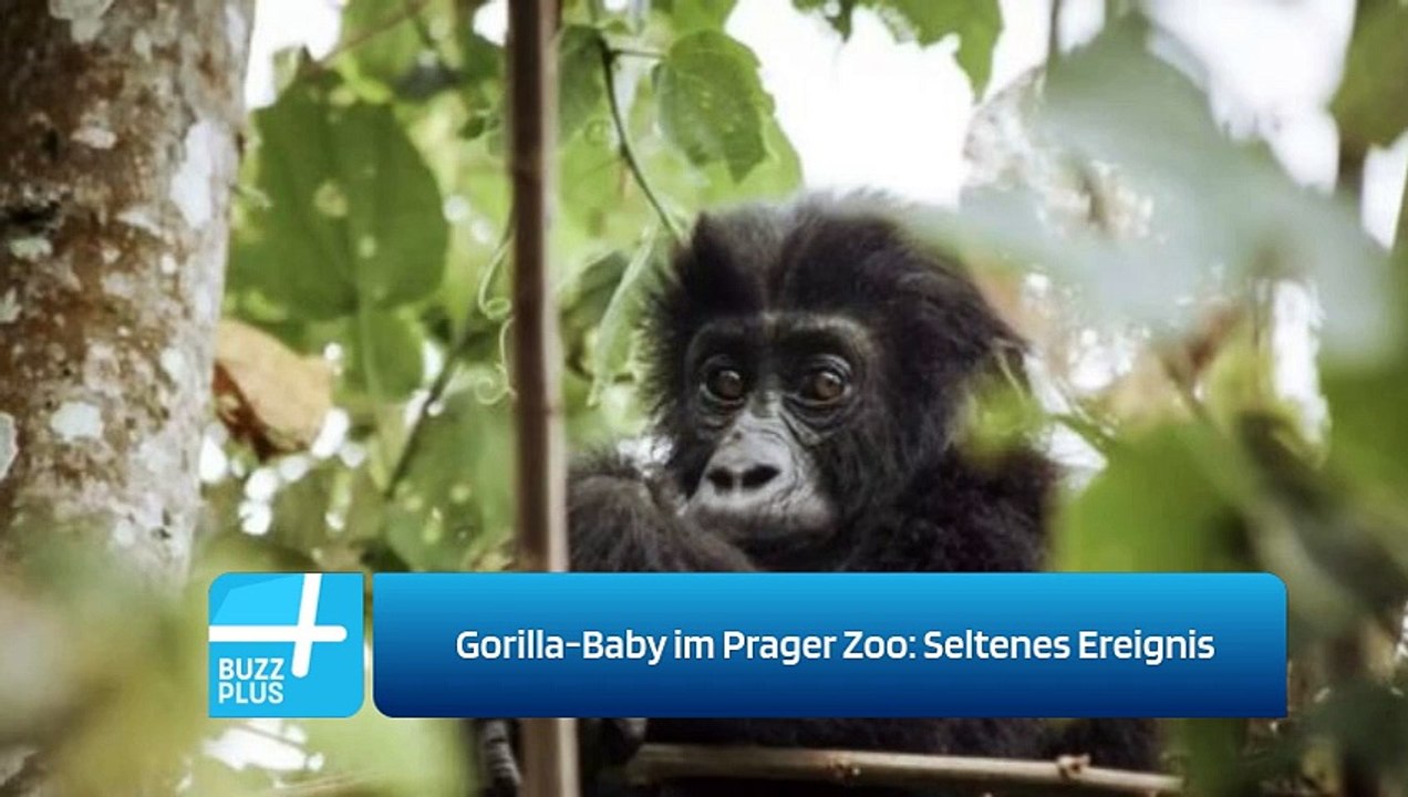 Gorilla-Baby im Prager Zoo: Seltenes Ereignis