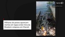Milhares de peixes aparecem mortos em lagoa onde mina da Braskem colapsou em Maceió