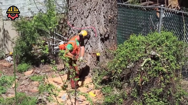 Amazing Fastest Cutting Huge Tree Skills With Chainsaw, Powerful Logging Truck & Woodworking Saw