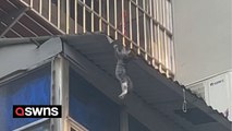 Moment man saves kitten's life - when it plunges from building