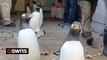 Adorable moment penguins are taken on a parade march through zoo