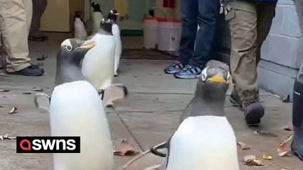 Adorable moment penguins are taken on a parade march through zoo