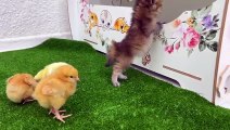 Cute and funny  Kitten offers to be friends with the chickens, but they don't pay attention to him
