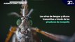 Dengue y Zika: ¿Por qué son transmitidos por mosquitos? - #MSPCiencia
