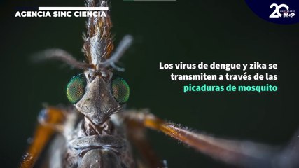Dengue y Zika: ¿Por qué son transmitidos por mosquitos? - #MSPCiencia