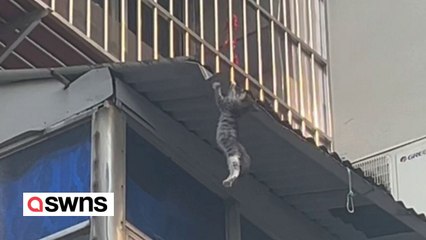 Moment man saves kitten's life when it plunges from building