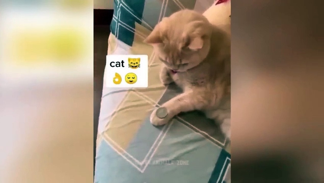 Funniest Animals 2024  Funny Cats and Dogs  _ Funny Animal Vid
