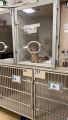 Tiny Kitten Does Air Biscuits at the Vet