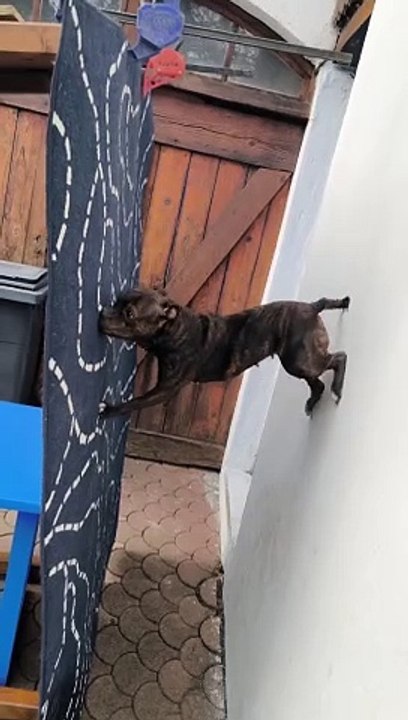 SMART DOG