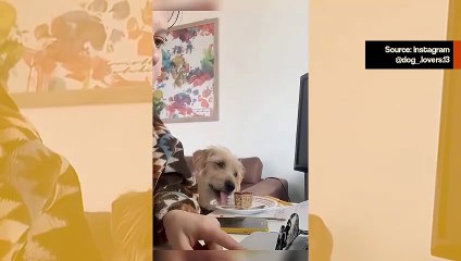 Hauska video: Ahneita koiria kuvattu varastamassa ruokaa