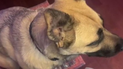 Curious canine charms with adorable reactions to a playful sound