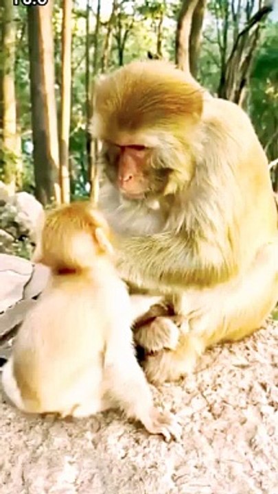 Mankey Short Video, Mankey Video, Honuman Shorts, Animals Video,#Funnyanimals#Animalsvideo