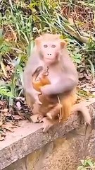 Animals Video, Funny Animal's, Animals Reaction, Shorts Video, Trending Video, Viral Video, Langoor Viral Reels#Animals#Mankeyvideo