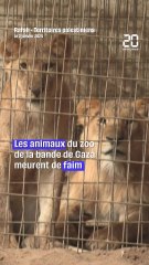 Gaza : Les animaux du zoo de Rafah meurent de faim