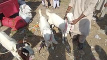 Lalukhet birds market latest update of Bakra mandi price
