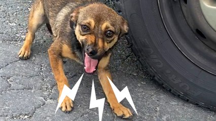 Terrified Dog Transforms When She Meets Her Soulmate