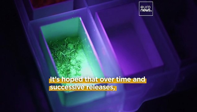 Scientists in Argentina use nuclear energy to reduce disease-carrying mosquitoes