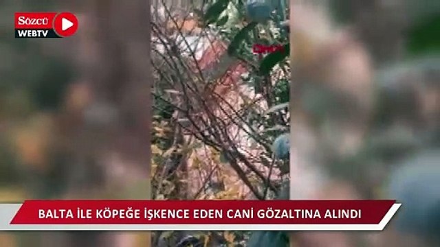 Beykoz'da balta ile köpeğe işkence eden cani gözaltına alındı