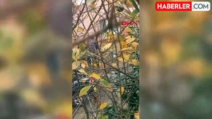 Beykoz'da Köpeğe İşkence Eden Cani Gözaltına Alındı