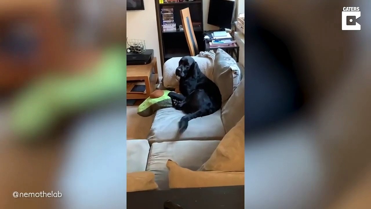 Son chien a un doudou un peu encombrant