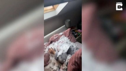 Il n'avait pas prévu ça en ouvrant sa fenêtre