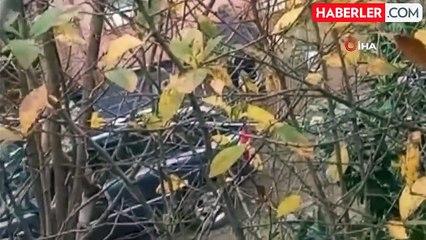 Beykoz'da köpeğe şiddet uygulayan şahıs kamerada