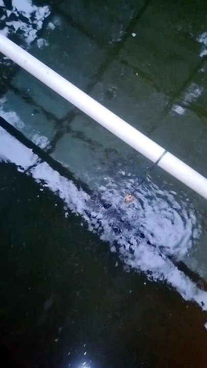 Penampakan LARVA LELE umur 10 hari sedang makan BAKSO PASTA
