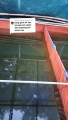 Sampai saat ini saya tidak melakukan pergantian air kolam sejak larva lele menetas
