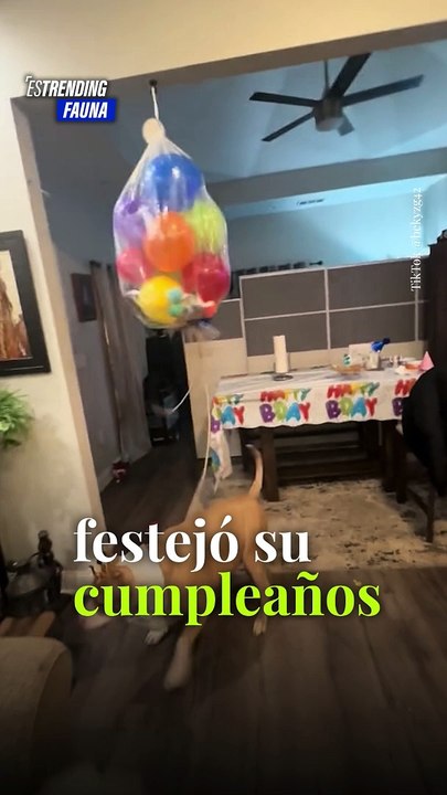 Perro cumpleañero