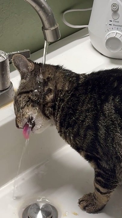Kitten Drinks Water Weird