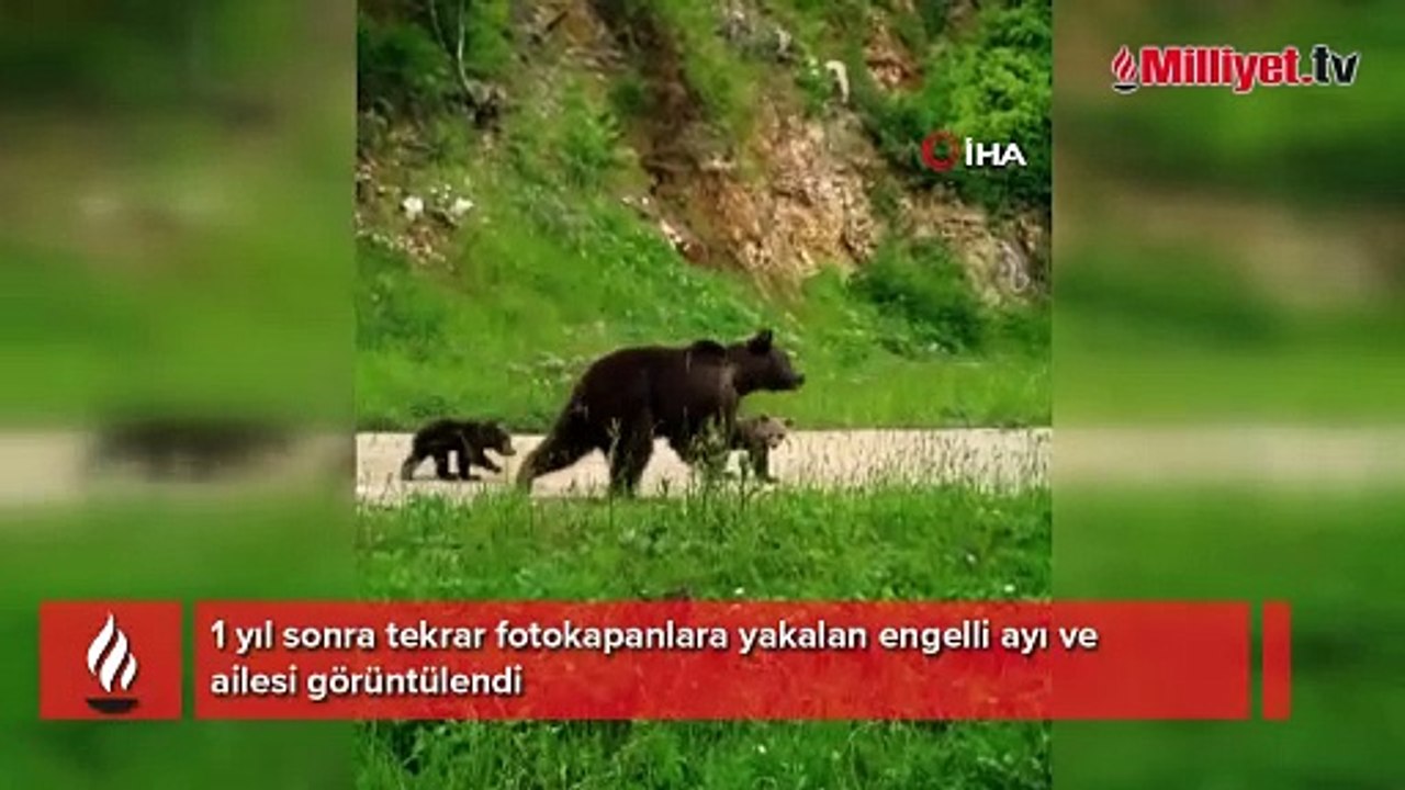 Engelli ayı ve ailesi 1 yıl sonra tekrar fotokapana yakalandı