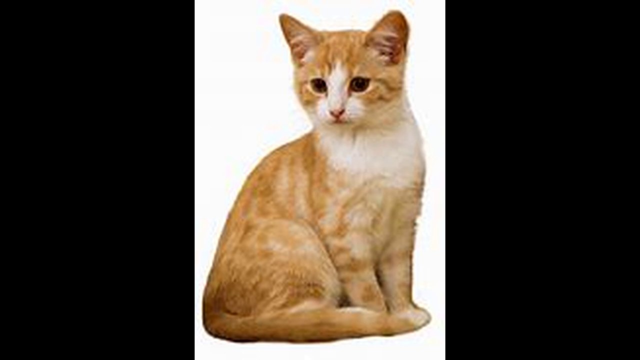 القطط الحبوبه Lovely cats