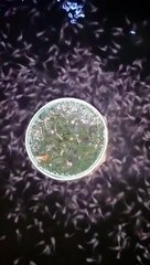 Cek larva saat pemberian pakan pasta malam hari