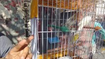Singing Canary for sale in lalukhet Birds Market latest update of 31-12-23